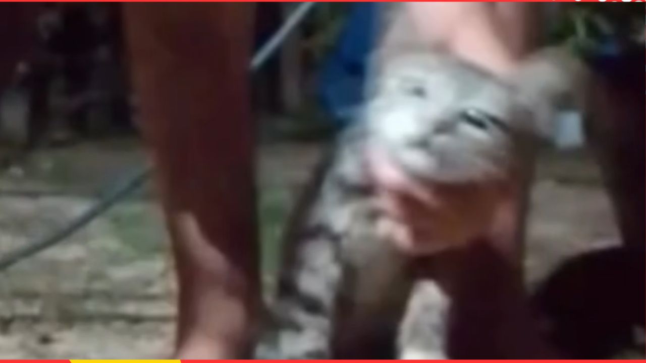 OPERAÇÃO ULTIMATO APRENDE ADOLESCENTE POR CRUELDADE CONTRA ANIMAIS E AMEAÇA A ESCOLAS EM MARABÁ
